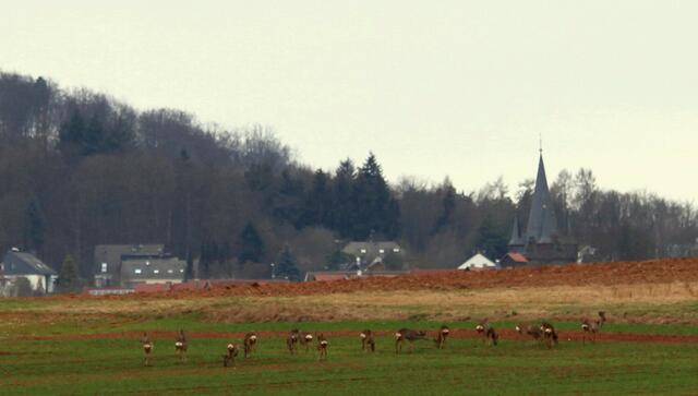 Rehwild und Kirchturm von Bauerbach