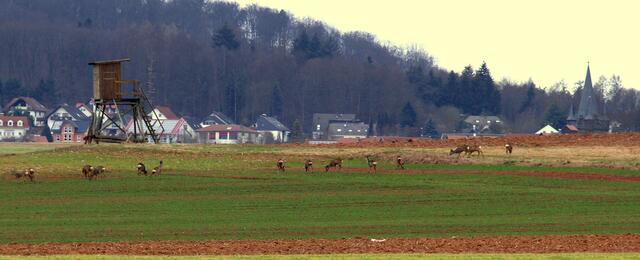 Der Hochsitz kann die Rehe nicht schrecken