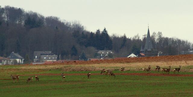 Äsendes Rehrudel