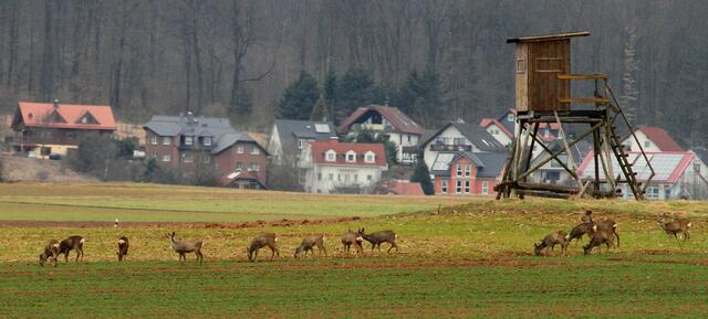 Von dem Hochsitz aus hätte ich bessere Bilder geschossen