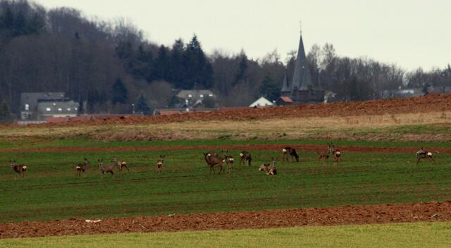Rehwild bei Bauerbach