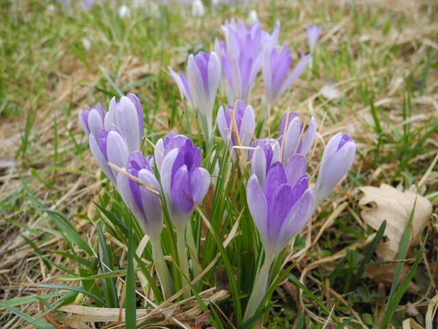 Zartviolett bis Lila