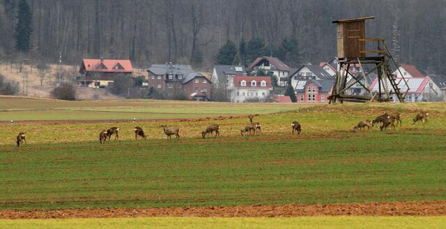 Rehrudel mit Hochsitz vor Bauerbach