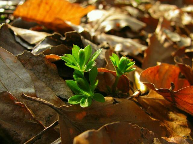 waldmeister