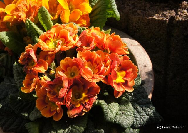 Frühling im myheimat-Land - Die Primeln beim Sonne fangen