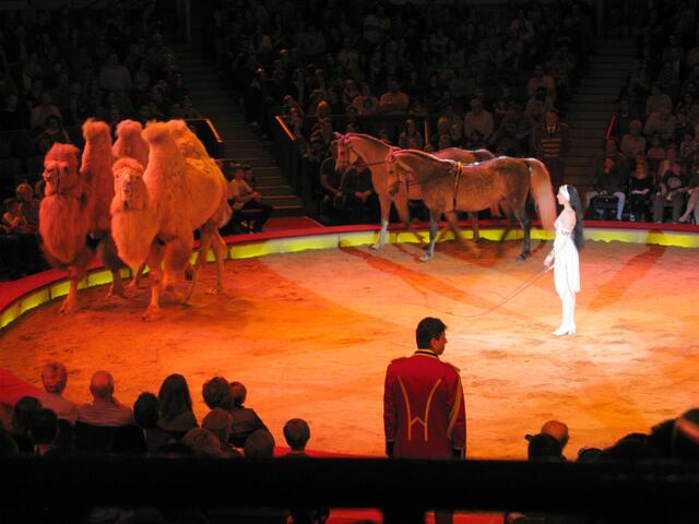 Kamele mit Pferden in der Manege