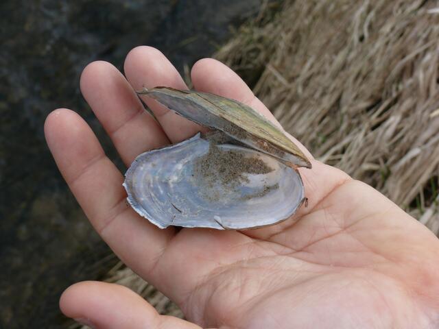 Diese Muschel haben wir direkt an der Schmutter gefunden-ich wußte gar nicht, dass es da sowas gibt...