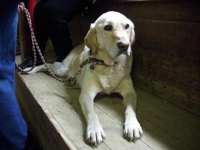 Turnier-Profi-Hund "Sam"