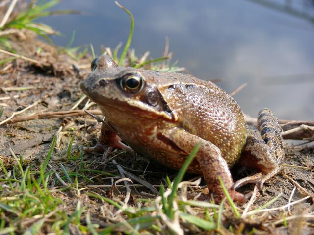 Mister ? Quaaak nimmt ein Sonnenbad..