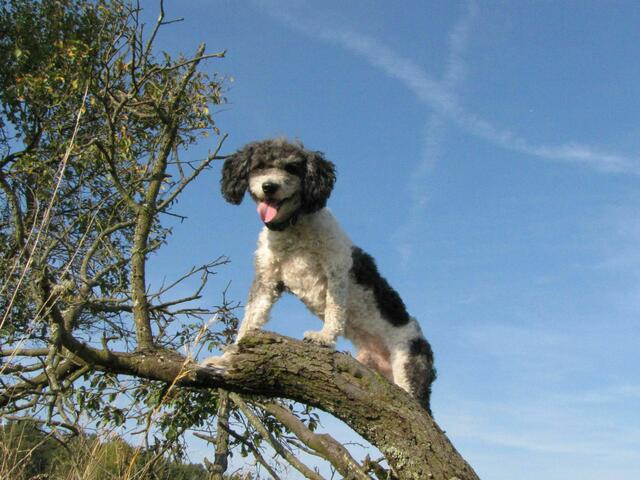 Wasserhund Bonito auf dem Baum.