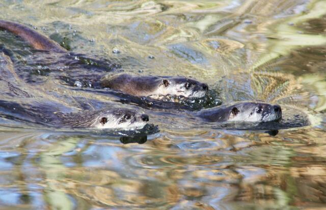 Synchronschwimmen