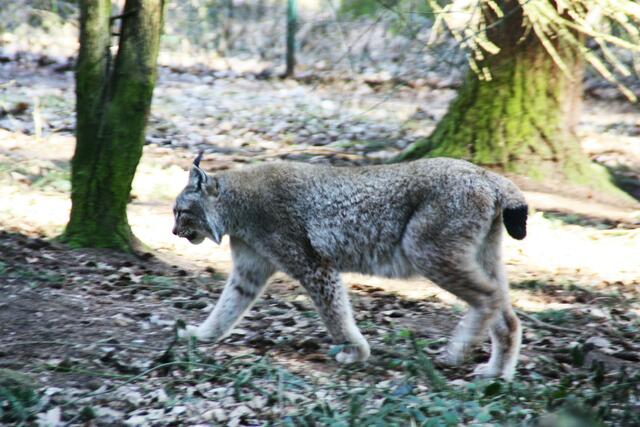 Luchs