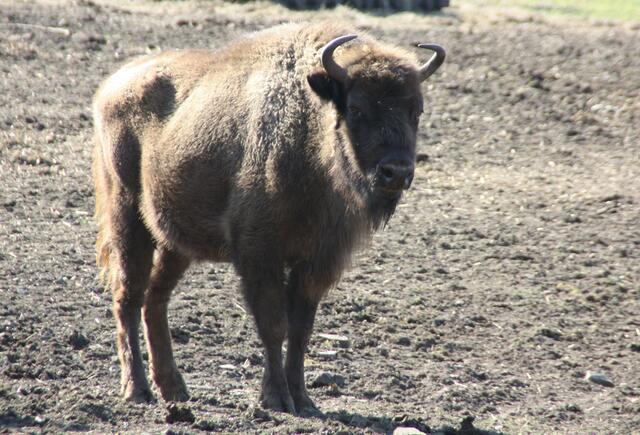 Ein junges Wisent