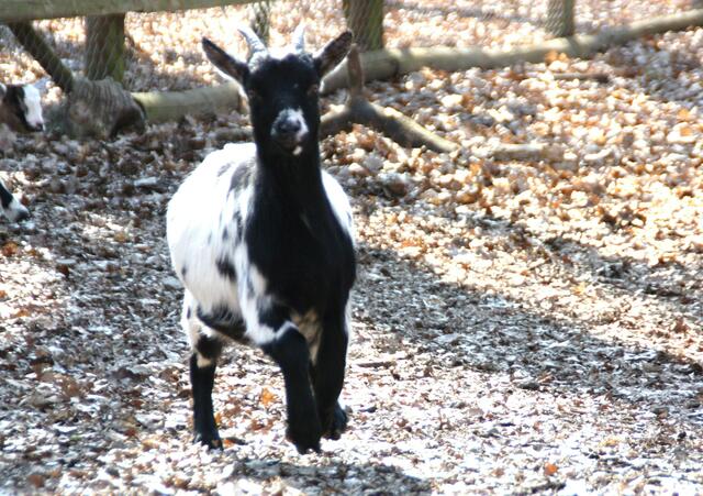 Juhu! Besucher! Futter!