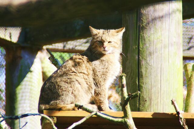 Wildkatze beim Sonnenbad