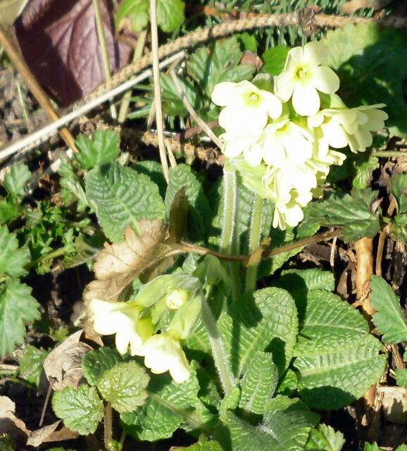 Sankt Benedikt den Garten schmückt