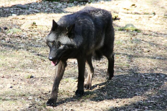 Timberwolf