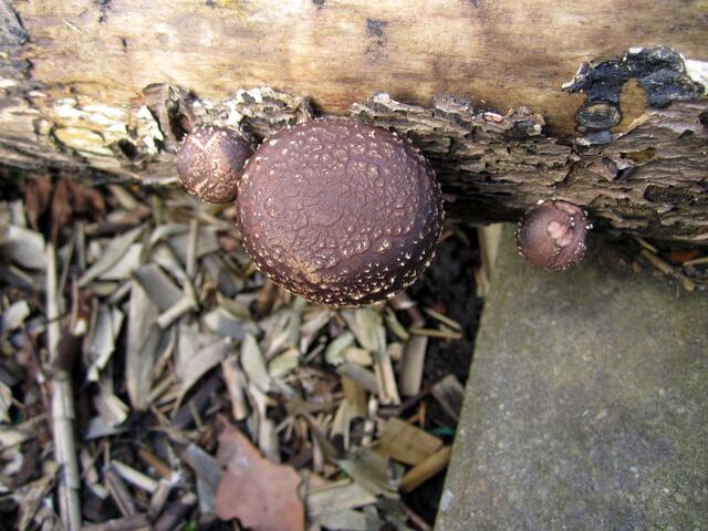 Überall Mini-Pilze und Halbwüchsige.