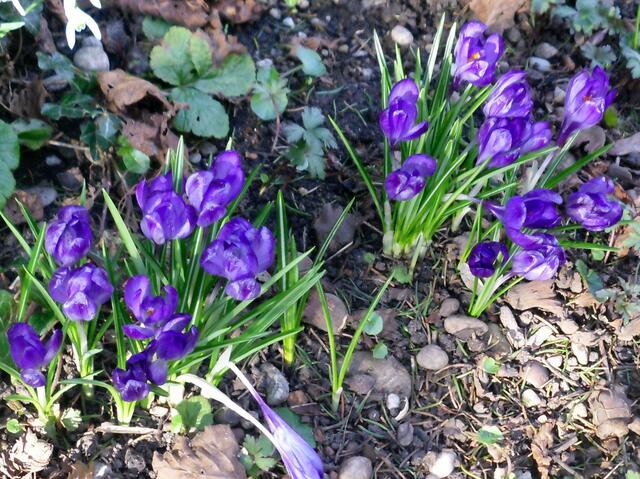 ... und im Anfang April, so ist's den ganzen Sommer