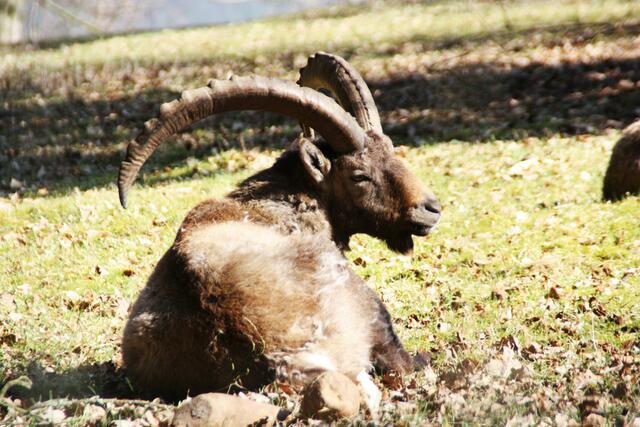 Steinbock
