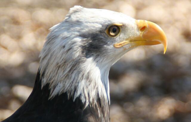 Weißkopfseeadler