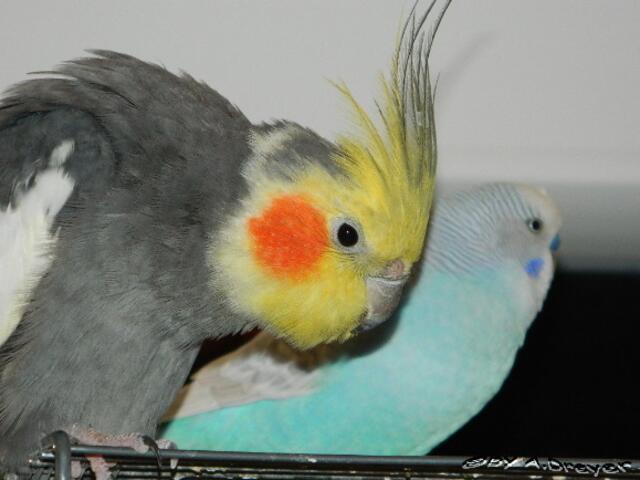 Ruby und Ritschie, zwei dicke Freunde