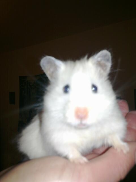 Loopy ein Teddyhamster
