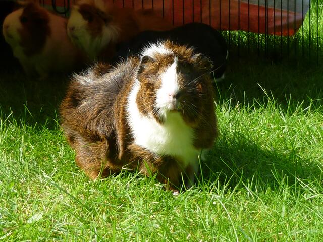 Meerschweinchen/ Rosettenmix/ Fiene (+Artgenossen im Hintergrund)
