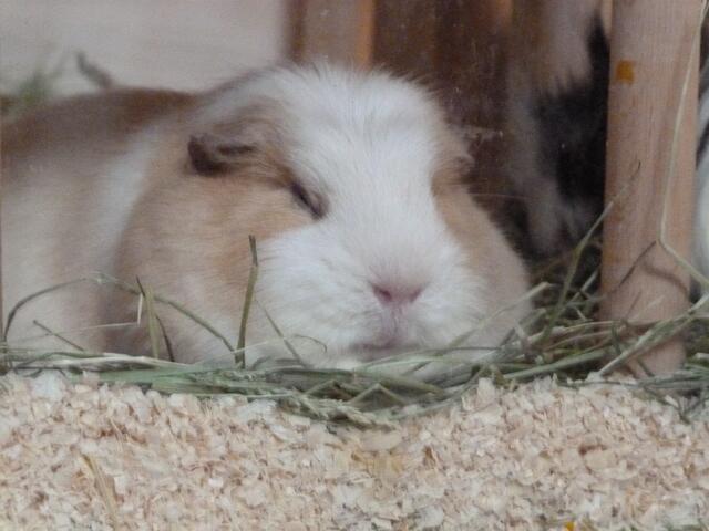 ..schlaf, Schweinchen, schlaf....