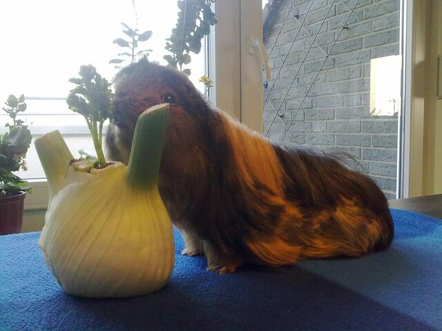 Rüdiger, 2 Jahre alt, Meerschweinchen