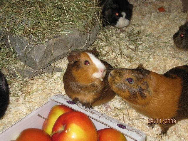 Meerschweinchen/ Glatthaar/ India und Luna