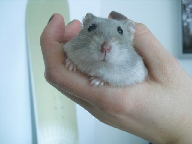 Mein Liebling auf der Hand