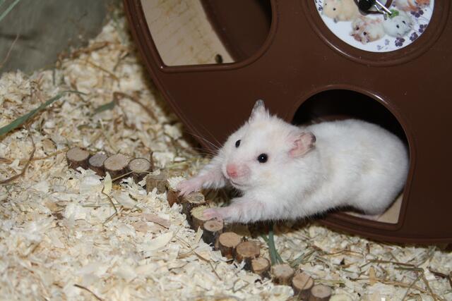 Mein Hamster Cosmo beim dehnen und strecken nach dem Sport ^^