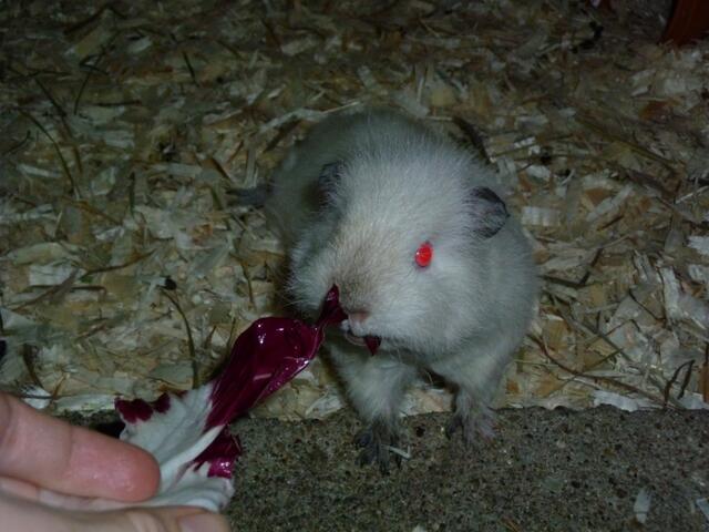 Meerschweinchen/ Rex/ Nanouk