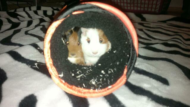 Lilly&Lotte zu zweit in ihrer Lieblings-Kuschelrolle ;)