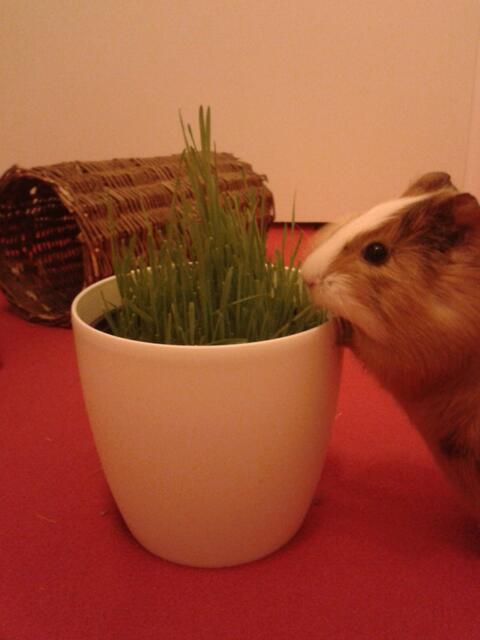 Meerschweinchen Coco (Glatthaar, 3 Monate)