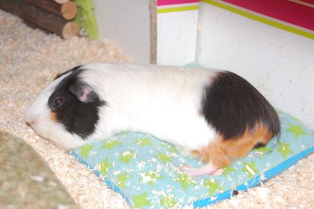Meerschwein Manni