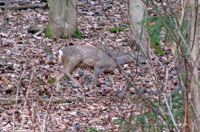 Sie zogen sich weiter in den Wald zurück.