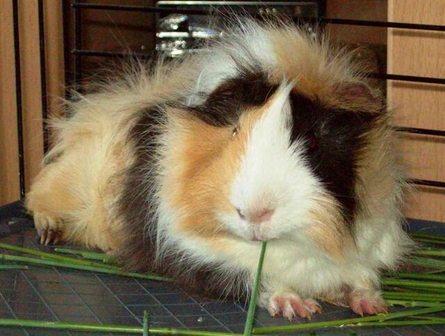 Prinz Bommelherz (Rosetten-Langhaar-Mix-Meerschweinchen-Kastrat 2,5 Jahre)