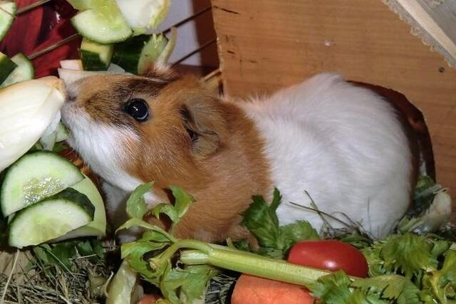 Susi beim Schlemmen (Meerschweinchen/Glatthaar-Rosettenmix in Goldagouti-Rot-Weiß)