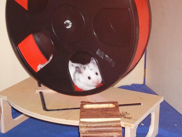 Monty im Fitnessgerät^^