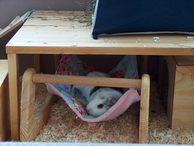 Meerschweinchen/GH American Crested/Fiona