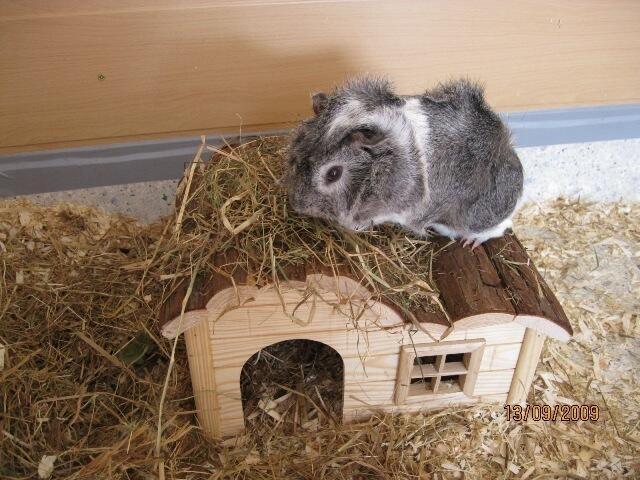 Meerschweinchen/ Rosettenmix/ Kimba