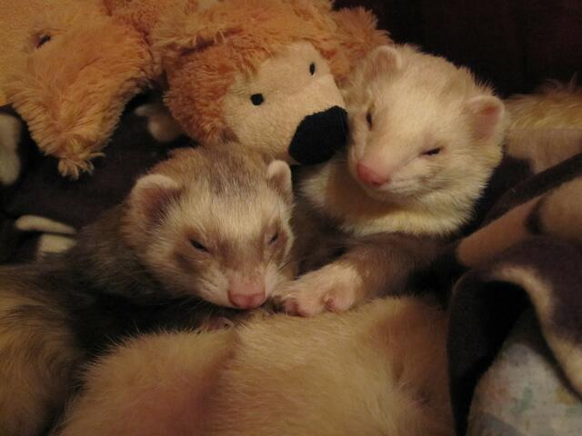 Meine 2 Frettchen, Jay und Sammyie beim kuscheln