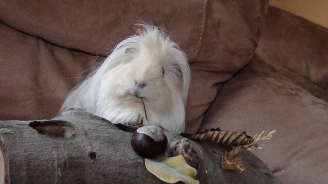 Meerschweinchenweibchen, Peruaner, Name: Schaf