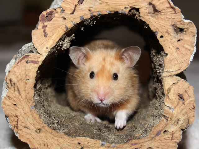 Goldhamster Rudi