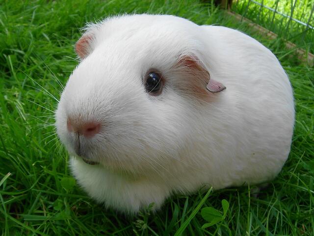 Meerschweinchen / Glatthaar in weiß / Milka