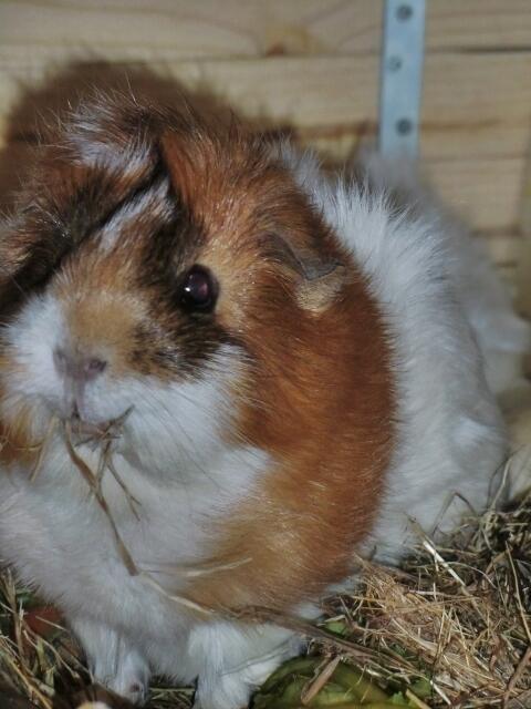 Unsere freche Susi (Meerschweinchen, Glatthaar-Rosettenmix in Goldagouti-Rot-Weiß)