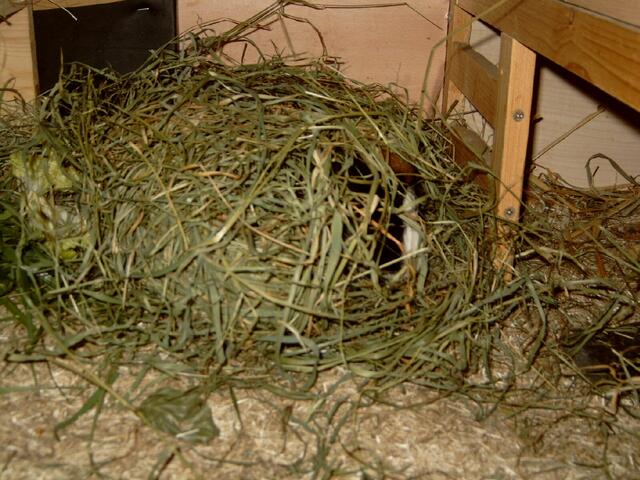 Der Poldi spielt verstecken