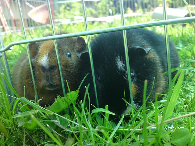 Hey wir wollen mehr Gras !!!